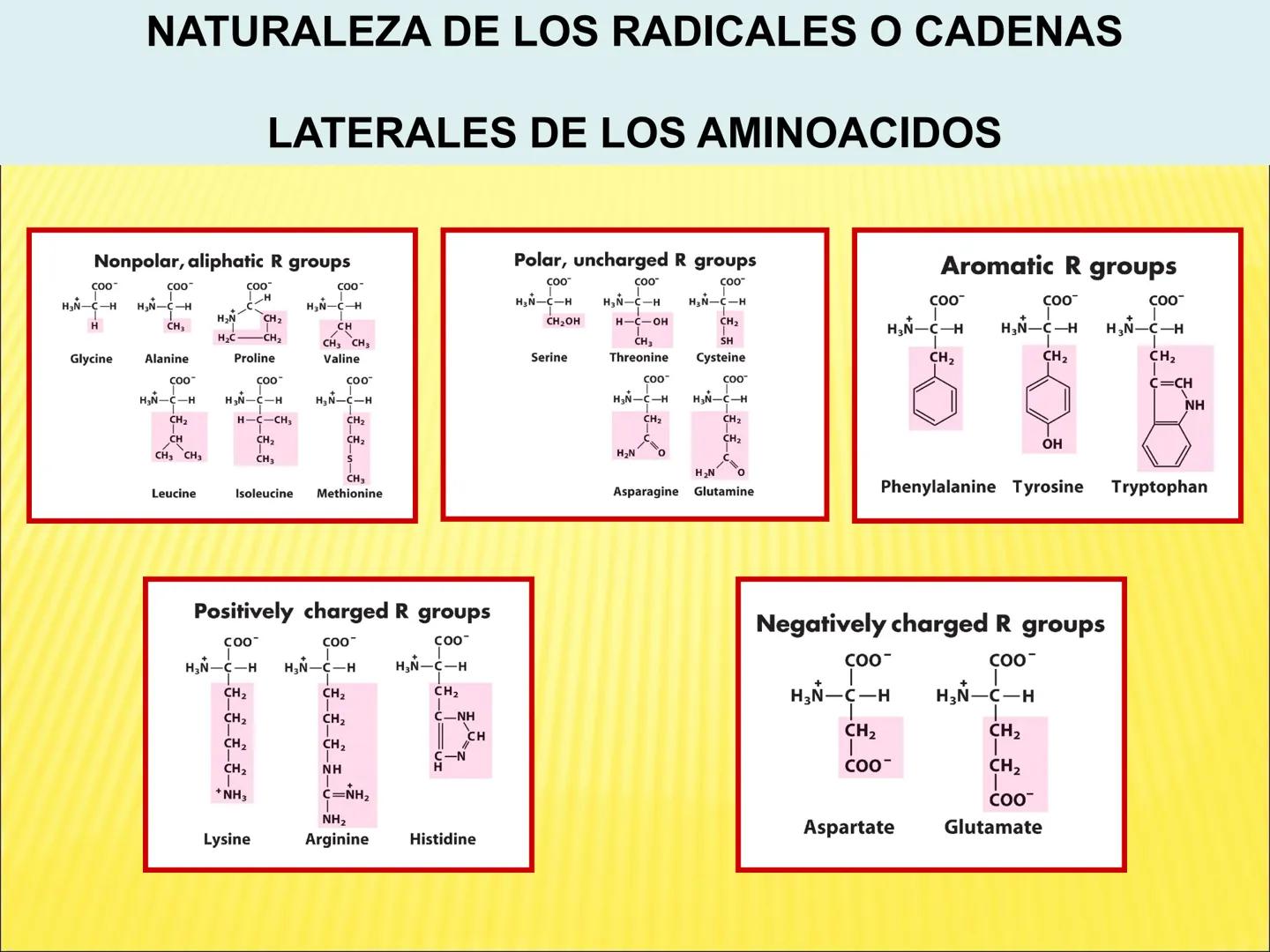 # PROTEÍNAS GENERALIDADES Las proteínas
están formadas por unidades básicas
que corresponden a los aminoácidos, los cuales
se unen entre