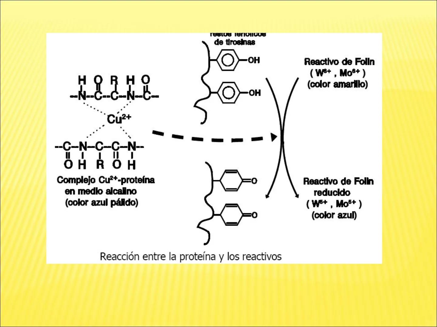 # PROTEÍNAS GENERALIDADES Las proteínas
están formadas por unidades básicas
que corresponden a los aminoácidos, los cuales
se unen entre