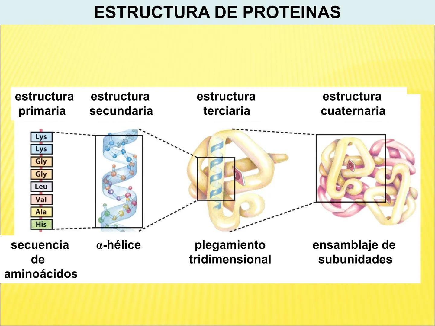 # PROTEÍNAS GENERALIDADES Las proteínas
están formadas por unidades básicas
que corresponden a los aminoácidos, los cuales
se unen entre