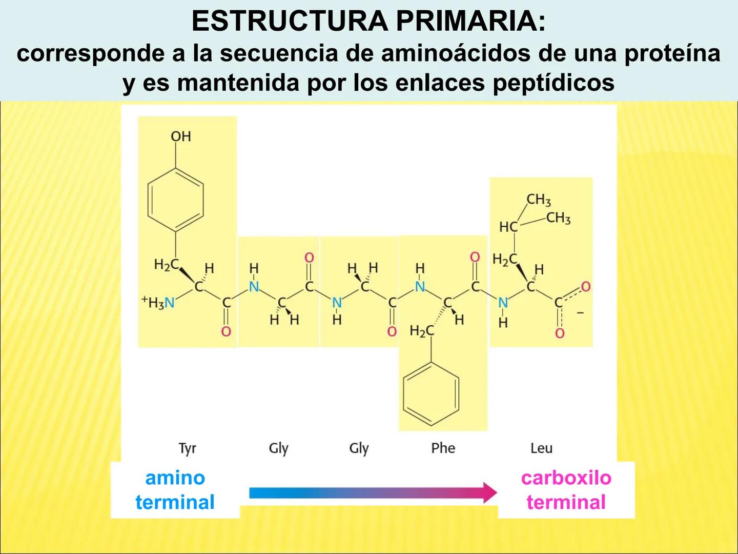 # PROTEÍNAS GENERALIDADES Las proteínas
están formadas por unidades básicas
que corresponden a los aminoácidos, los cuales
se unen entre