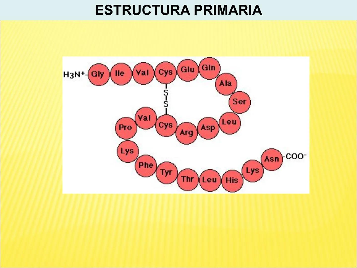 # PROTEÍNAS GENERALIDADES Las proteínas
están formadas por unidades básicas
que corresponden a los aminoácidos, los cuales
se unen entre