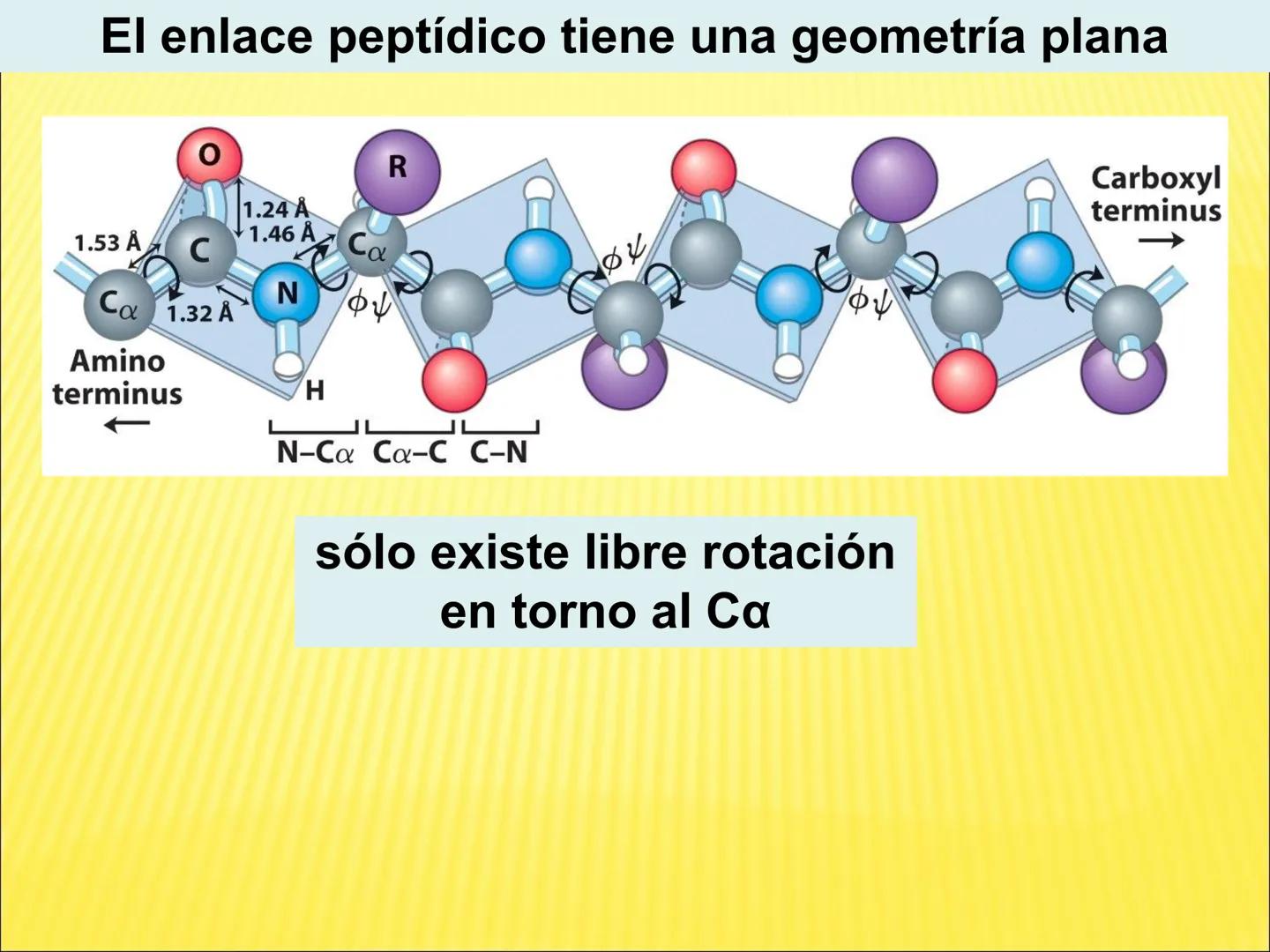 # PROTEÍNAS GENERALIDADES Las proteínas
están formadas por unidades básicas
que corresponden a los aminoácidos, los cuales
se unen entre
