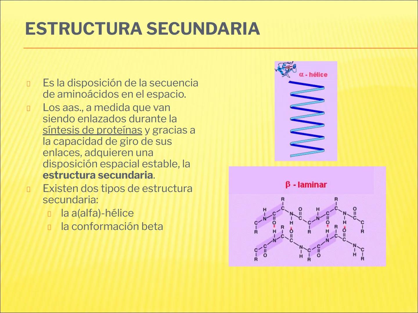 # PROTEÍNAS GENERALIDADES Las proteínas
están formadas por unidades básicas
que corresponden a los aminoácidos, los cuales
se unen entre