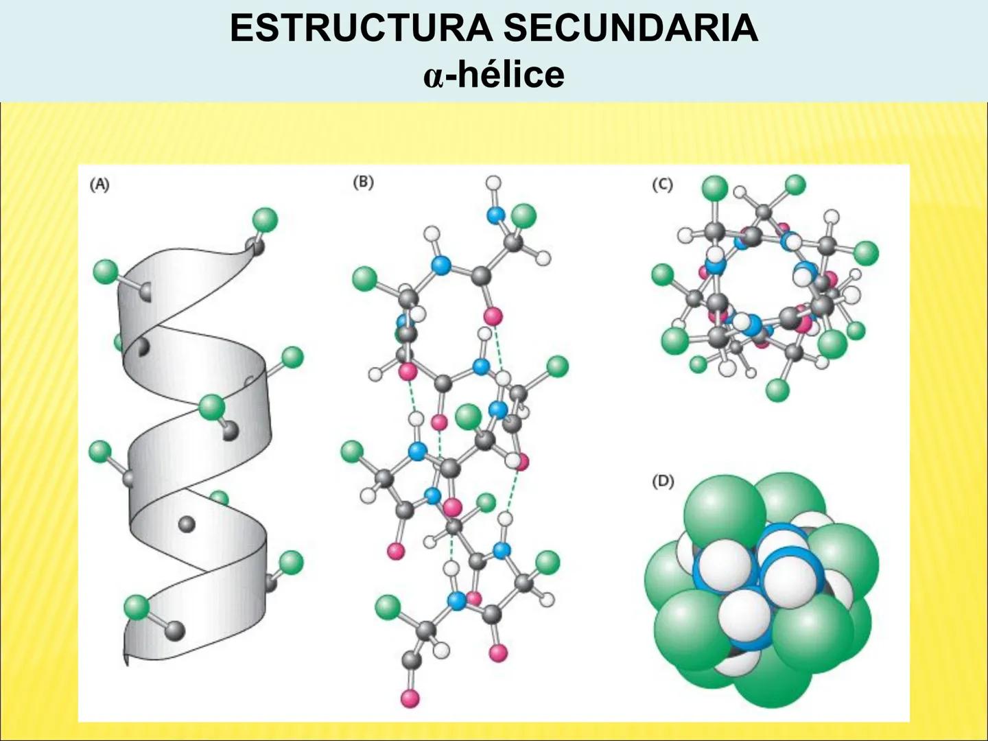 # PROTEÍNAS GENERALIDADES Las proteínas
están formadas por unidades básicas
que corresponden a los aminoácidos, los cuales
se unen entre