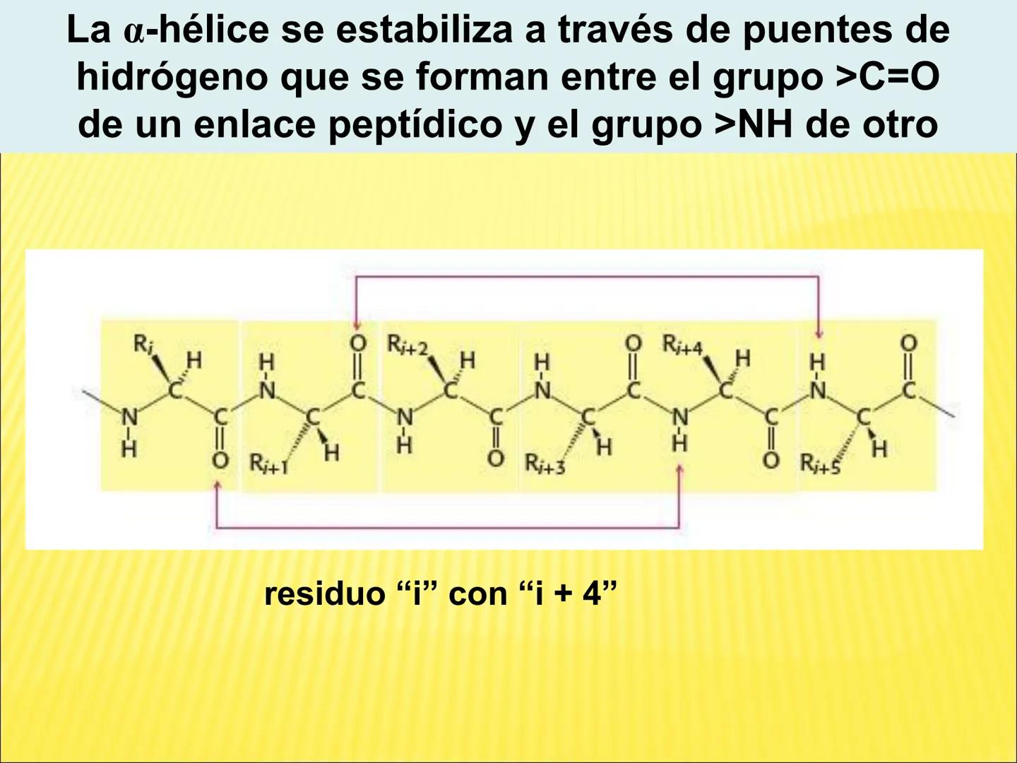 # PROTEÍNAS GENERALIDADES Las proteínas
están formadas por unidades básicas
que corresponden a los aminoácidos, los cuales
se unen entre