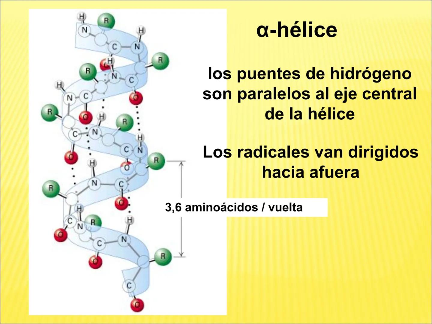 # PROTEÍNAS GENERALIDADES Las proteínas
están formadas por unidades básicas
que corresponden a los aminoácidos, los cuales
se unen entre