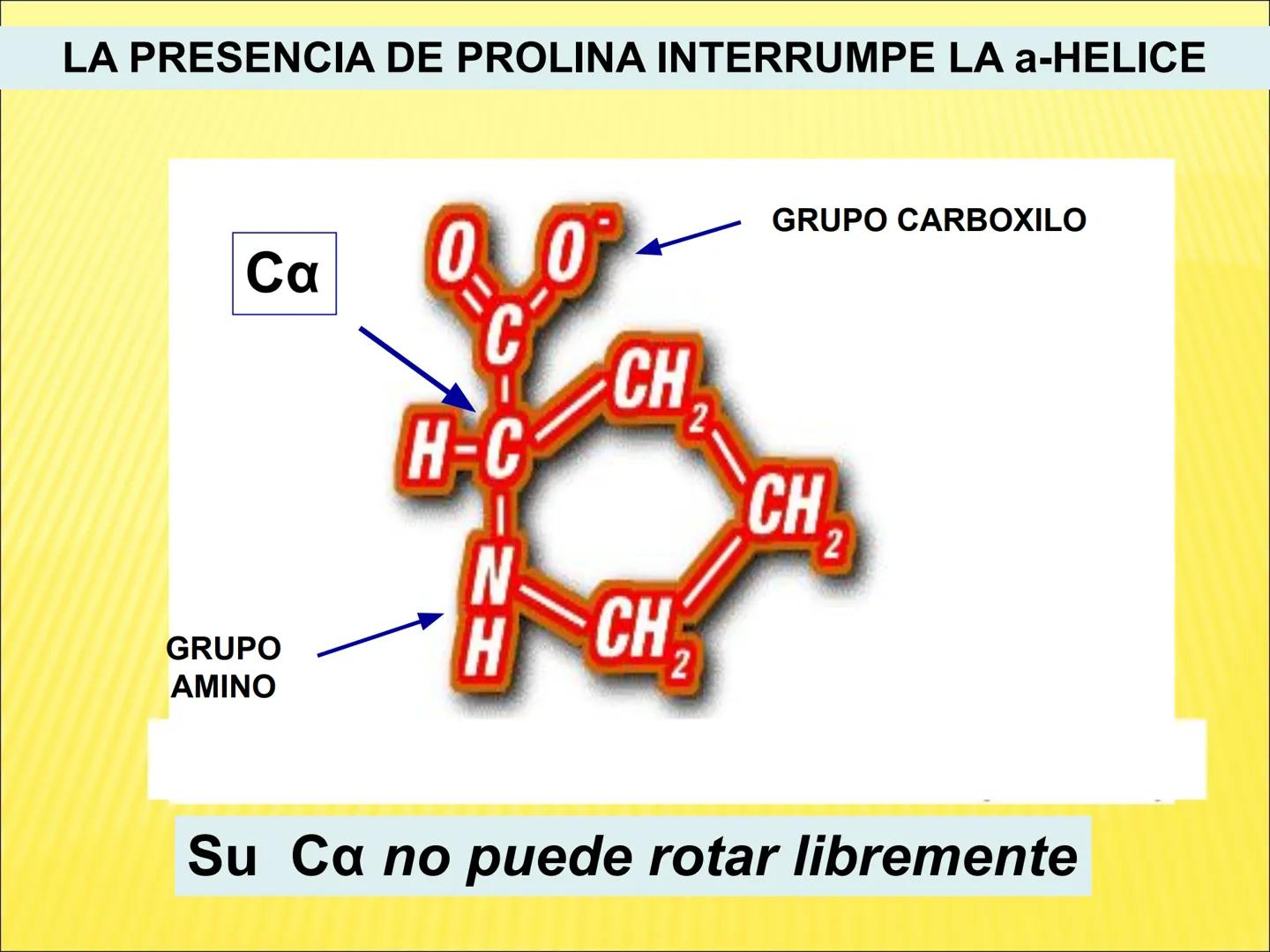 # PROTEÍNAS GENERALIDADES Las proteínas
están formadas por unidades básicas
que corresponden a los aminoácidos, los cuales
se unen entre