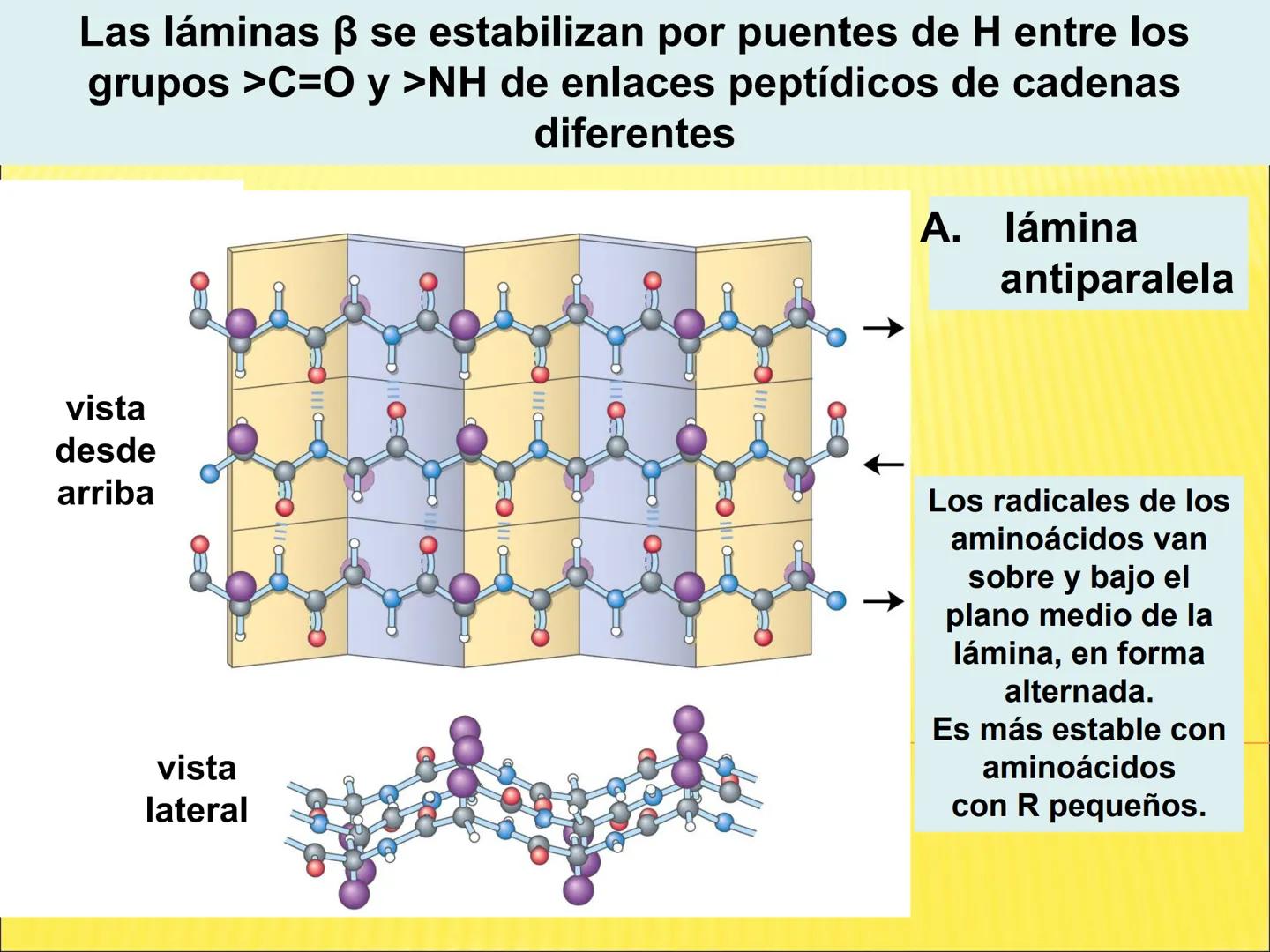 # PROTEÍNAS GENERALIDADES Las proteínas
están formadas por unidades básicas
que corresponden a los aminoácidos, los cuales
se unen entre
