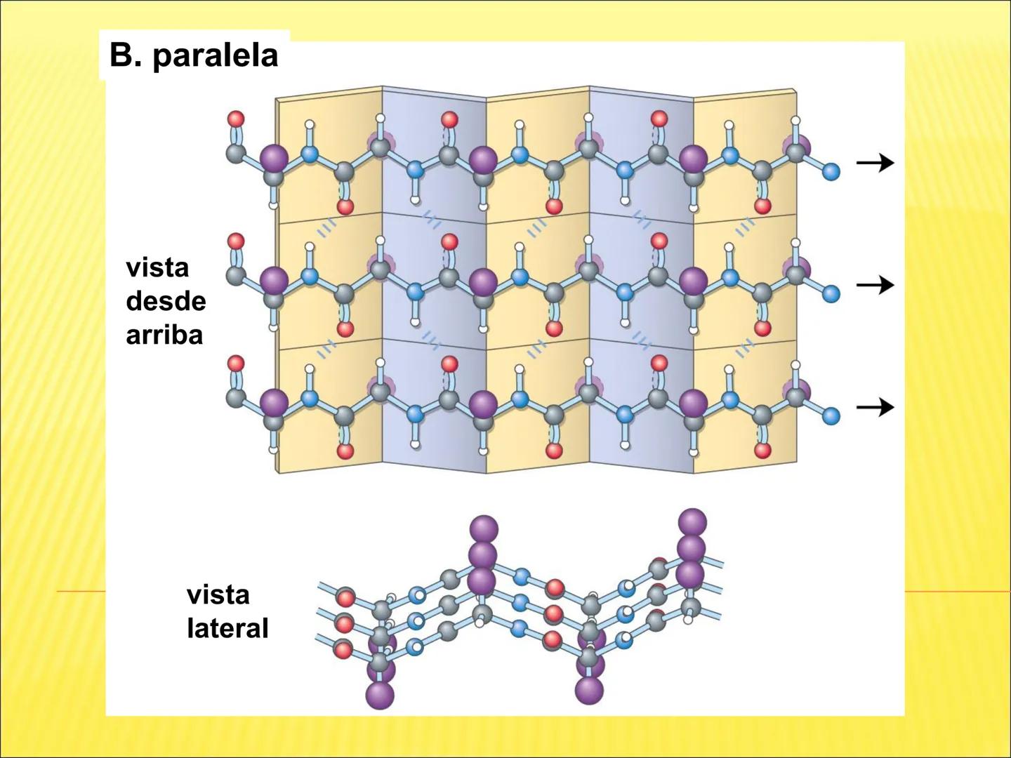 # PROTEÍNAS GENERALIDADES Las proteínas
están formadas por unidades básicas
que corresponden a los aminoácidos, los cuales
se unen entre