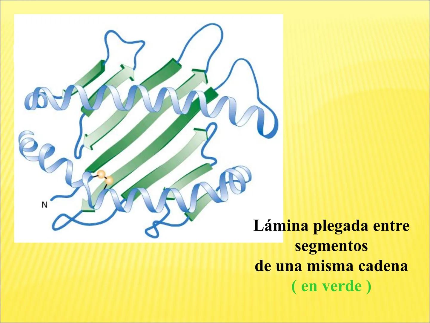 # PROTEÍNAS GENERALIDADES Las proteínas
están formadas por unidades básicas
que corresponden a los aminoácidos, los cuales
se unen entre