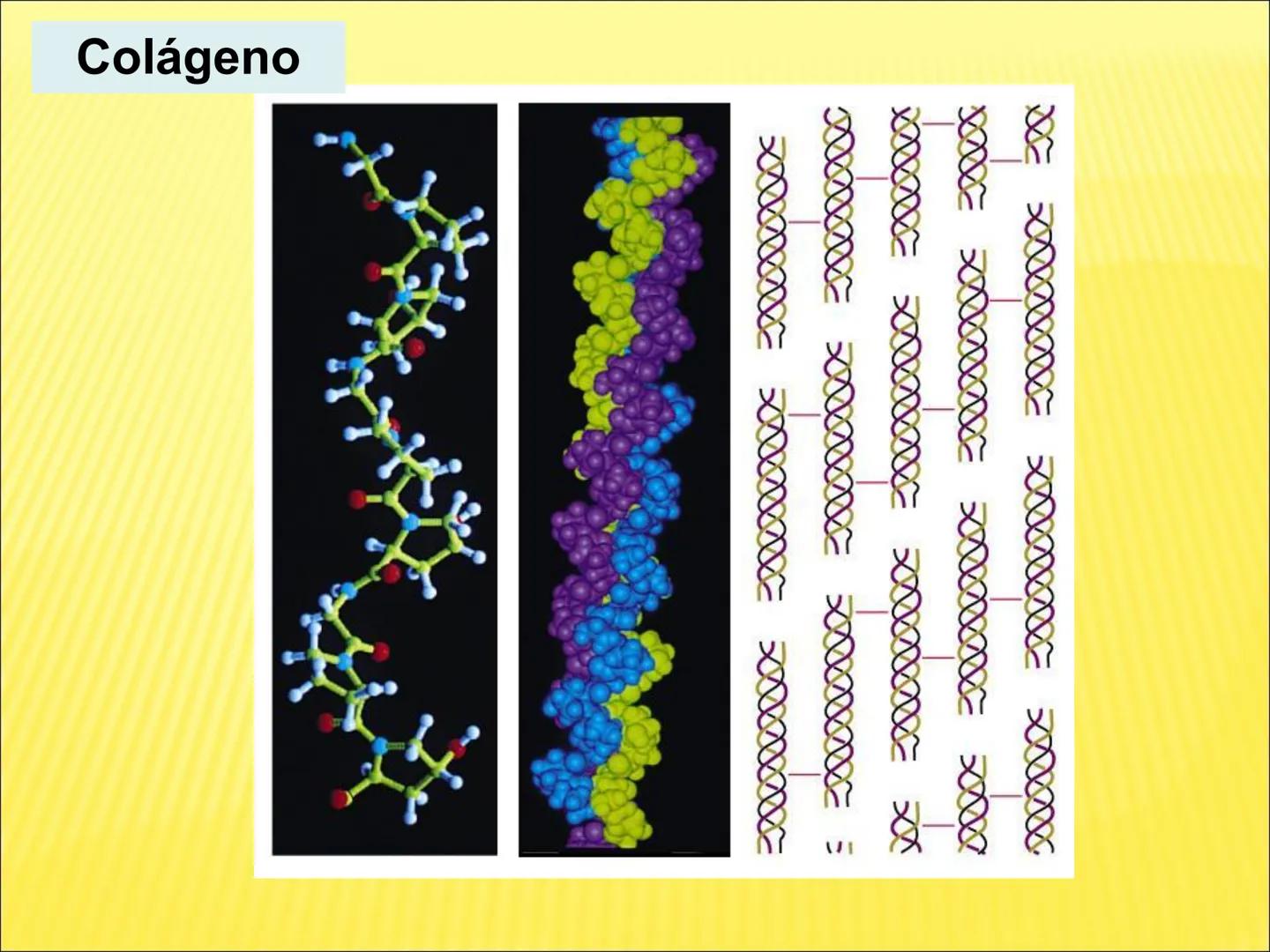 # PROTEÍNAS GENERALIDADES Las proteínas
están formadas por unidades básicas
que corresponden a los aminoácidos, los cuales
se unen entre