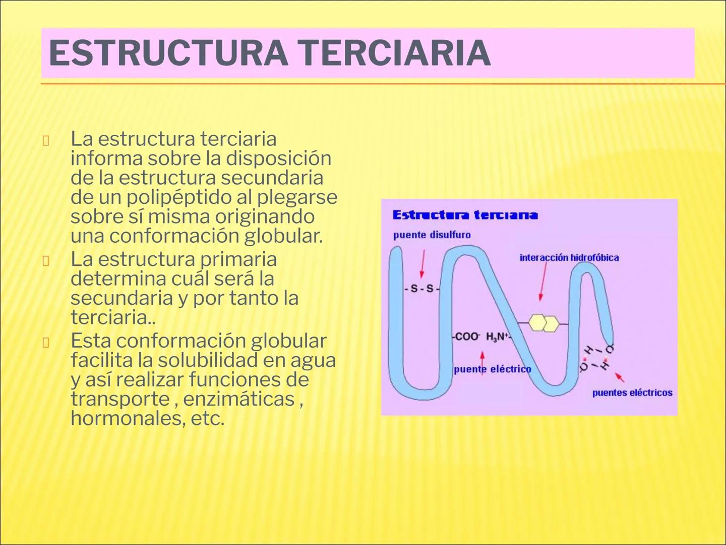 # PROTEÍNAS GENERALIDADES Las proteínas
están formadas por unidades básicas
que corresponden a los aminoácidos, los cuales
se unen entre