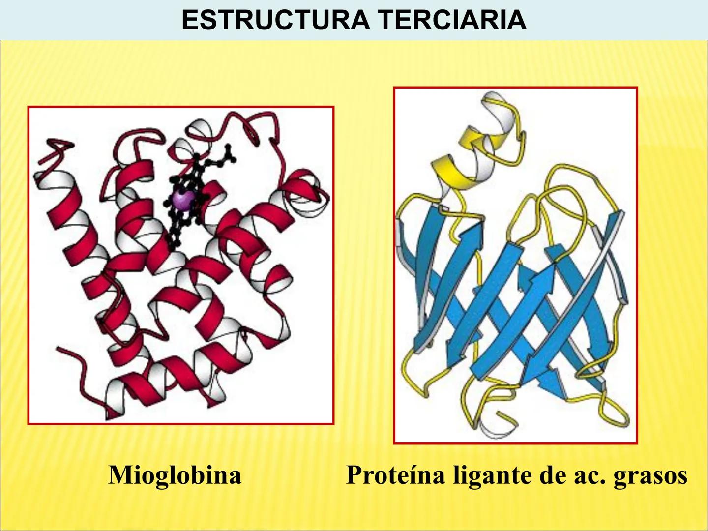 # PROTEÍNAS GENERALIDADES Las proteínas
están formadas por unidades básicas
que corresponden a los aminoácidos, los cuales
se unen entre