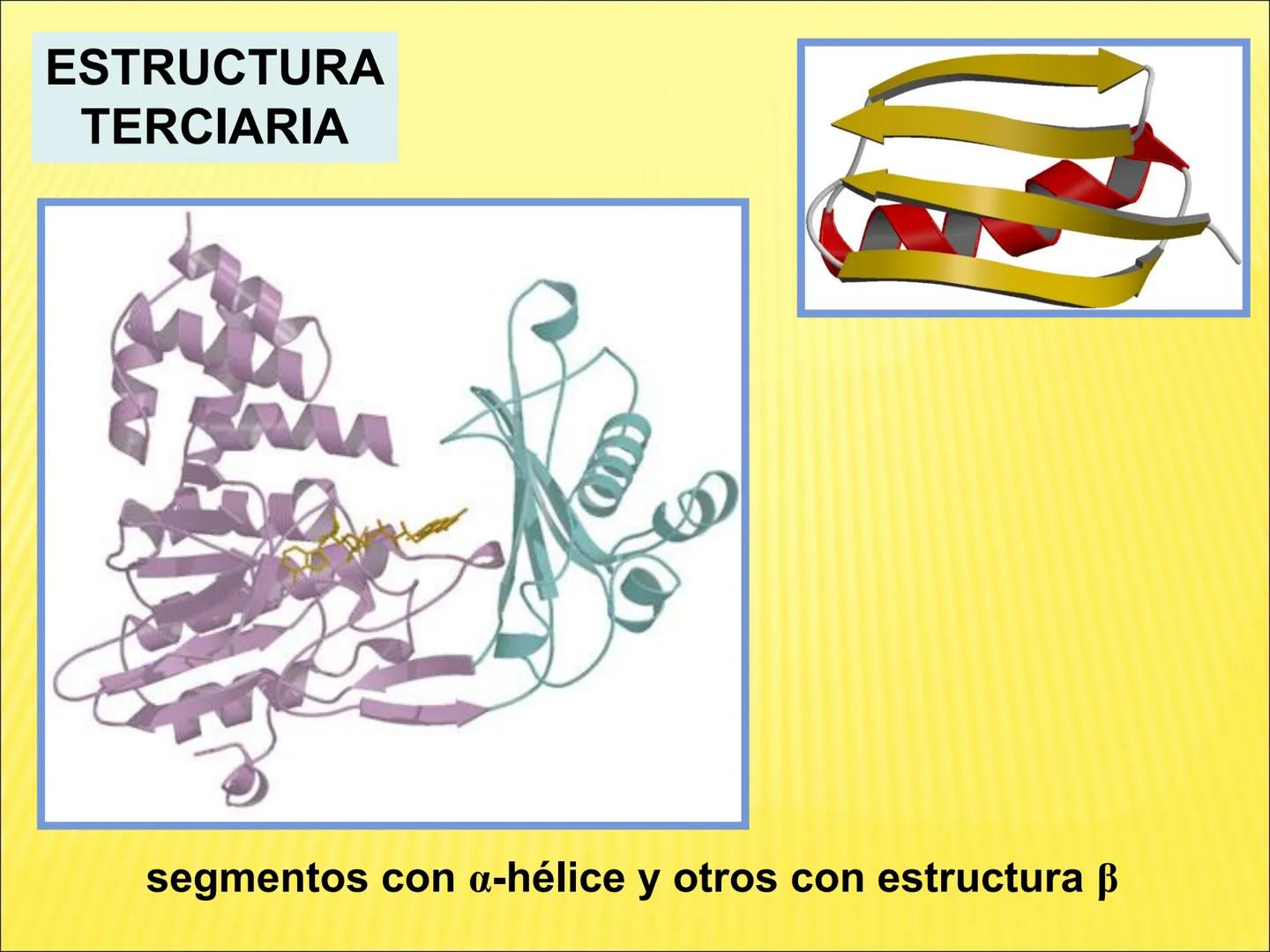 # PROTEÍNAS GENERALIDADES Las proteínas
están formadas por unidades básicas
que corresponden a los aminoácidos, los cuales
se unen entre