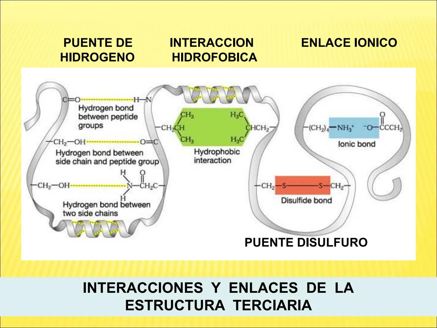 # PROTEÍNAS GENERALIDADES Las proteínas
están formadas por unidades básicas
que corresponden a los aminoácidos, los cuales
se unen entre