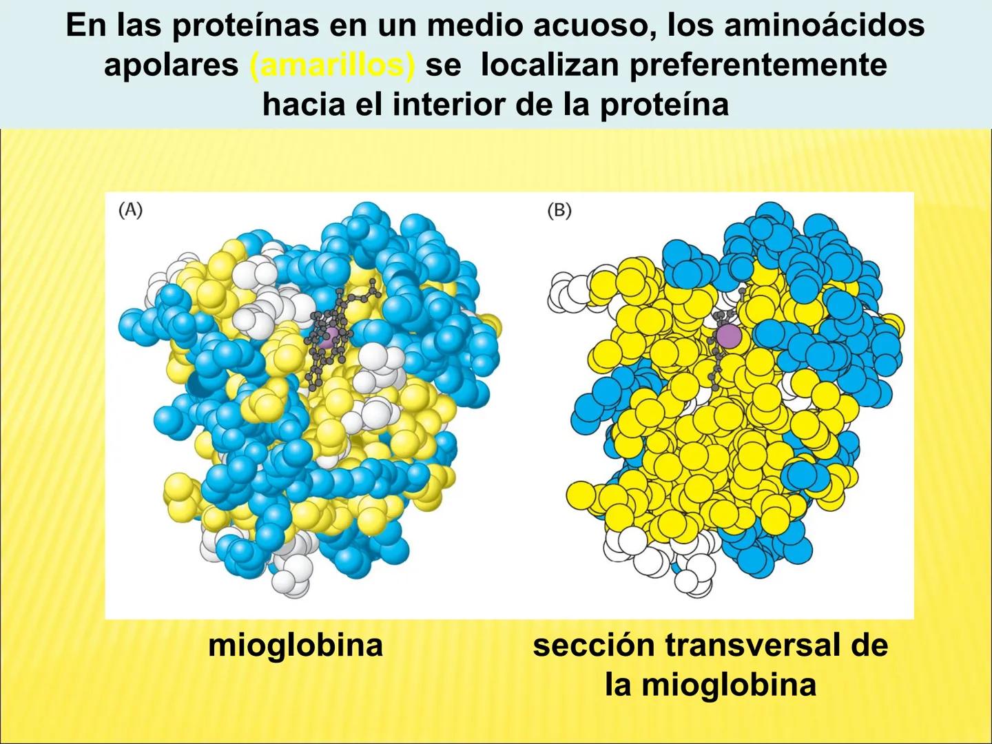 # PROTEÍNAS GENERALIDADES Las proteínas
están formadas por unidades básicas
que corresponden a los aminoácidos, los cuales
se unen entre