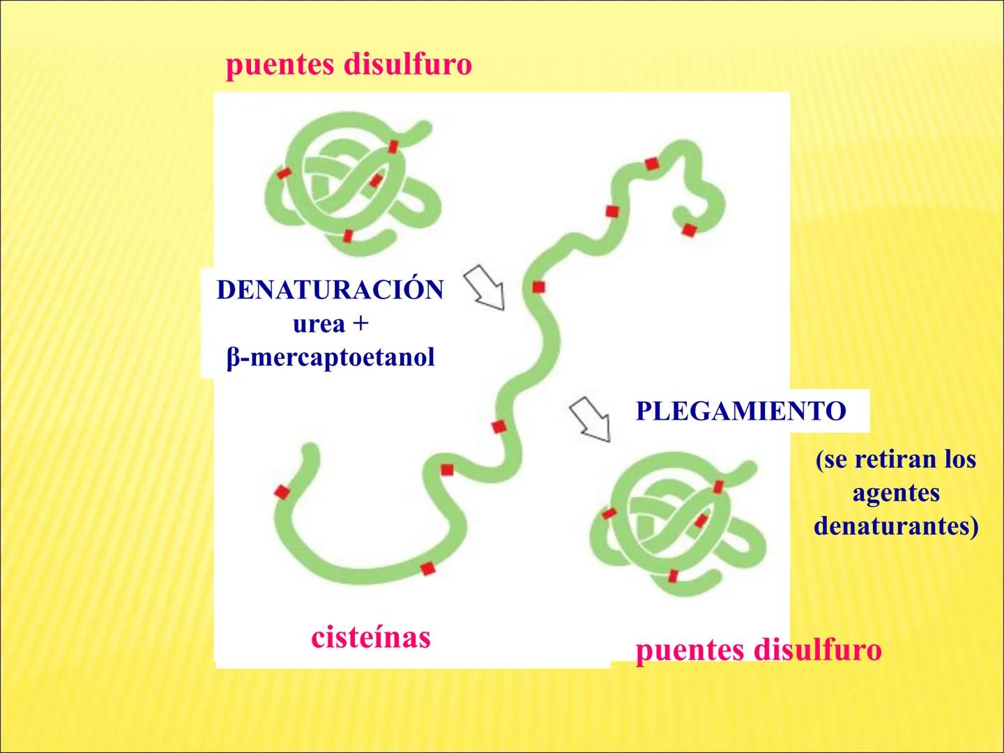 # PROTEÍNAS GENERALIDADES Las proteínas
están formadas por unidades básicas
que corresponden a los aminoácidos, los cuales
se unen entre