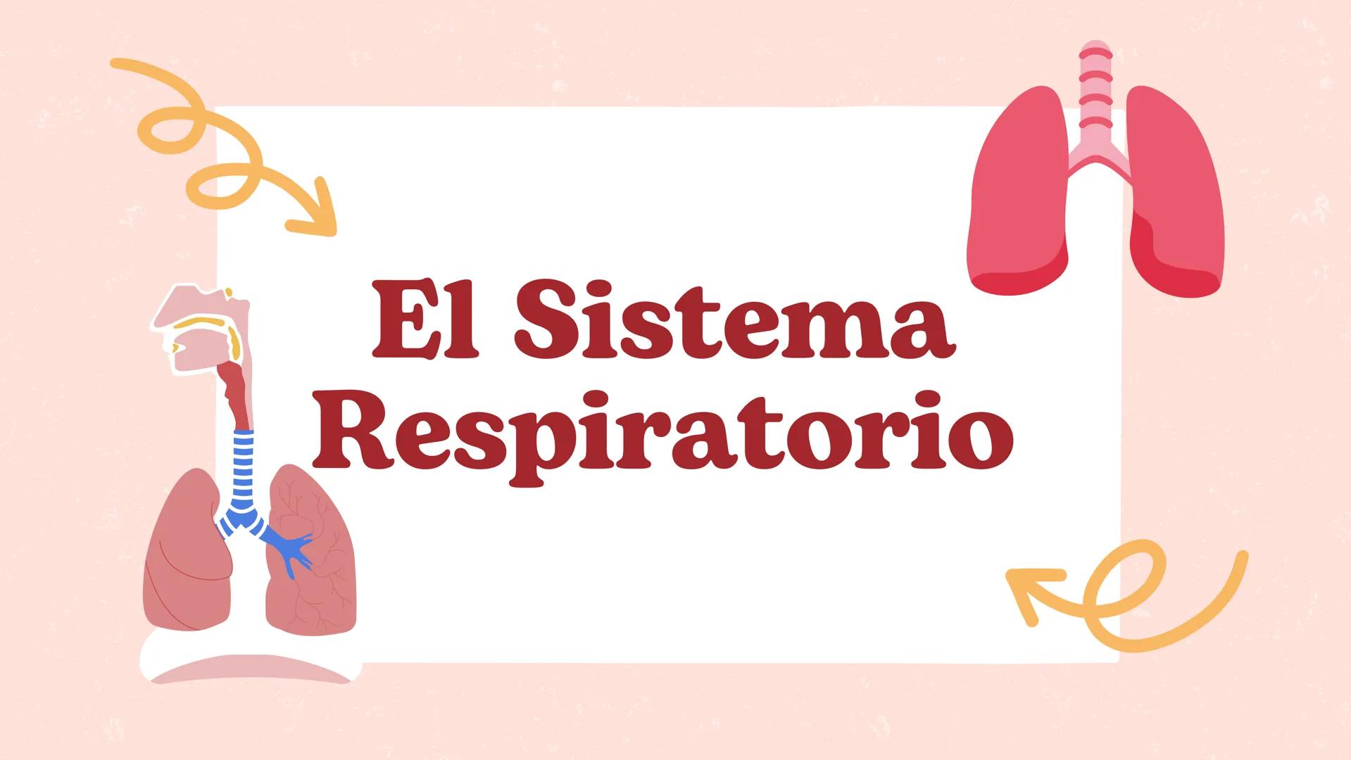 # El Sistema
Respiratorio # 1.Introducción
El sistema respiratorio es el
encargado de permitir que el aire
entre y salga de nuestro cuerpo,