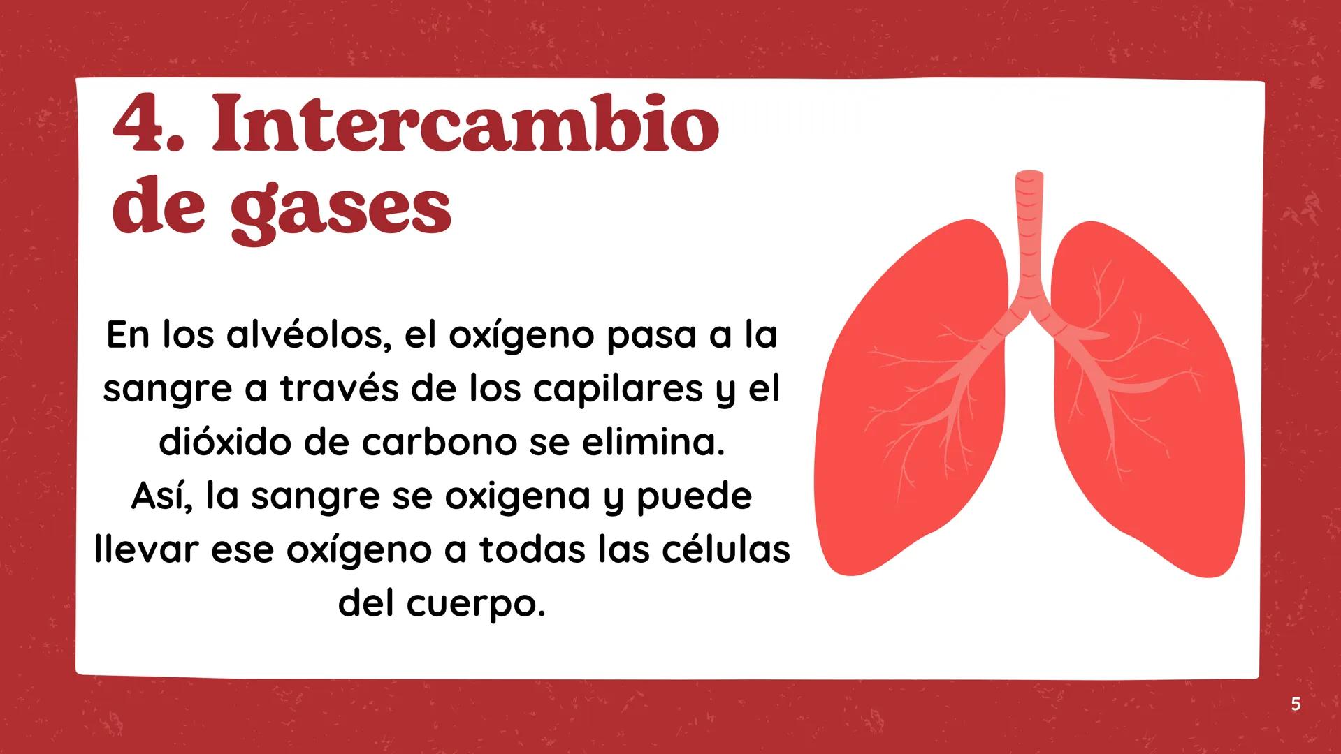 # El Sistema
Respiratorio # 1.Introducción
El sistema respiratorio es el
encargado de permitir que el aire
entre y salga de nuestro cuerpo,