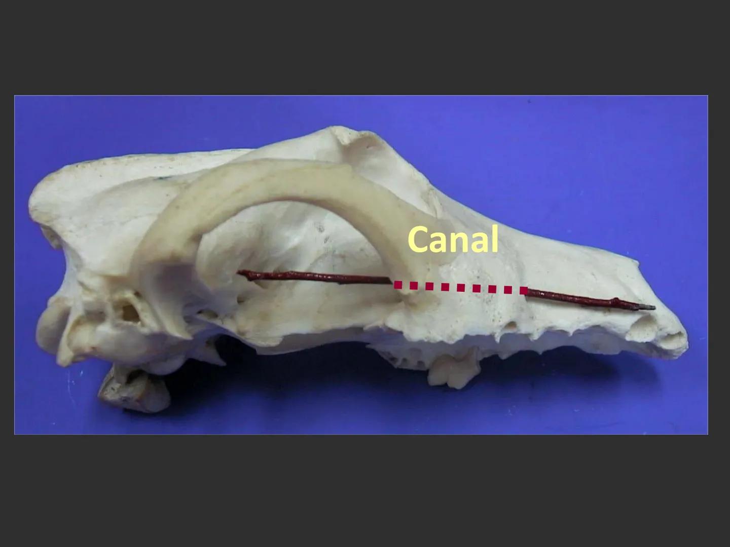 LACH
CAP
FUNDAMENTOS
MORFOLÓGICOS DE LOS
ANIMALES DOMÉSTICOS
OSTEOLOGÍA: Introducción
Dra. Samantha Jardon Xicotencatl
Dr. Juan Ocampo L