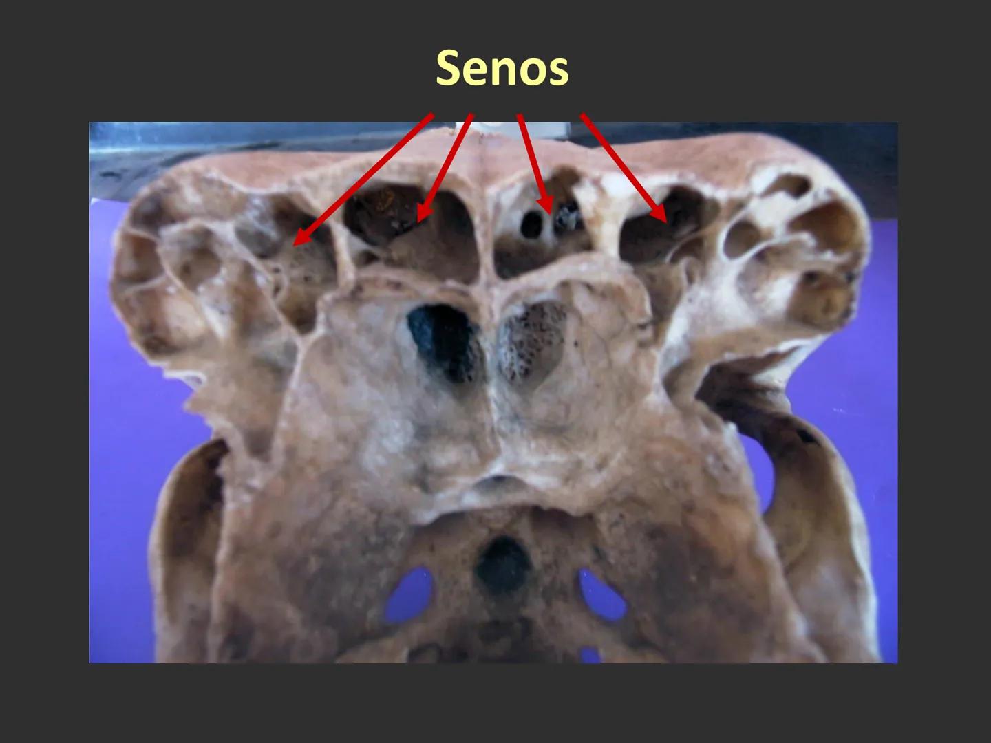 LACH
CAP
FUNDAMENTOS
MORFOLÓGICOS DE LOS
ANIMALES DOMÉSTICOS
OSTEOLOGÍA: Introducción
Dra. Samantha Jardon Xicotencatl
Dr. Juan Ocampo L