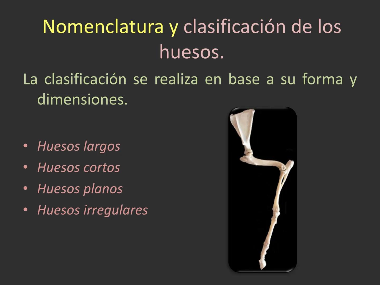 LACH
CAP
FUNDAMENTOS
MORFOLÓGICOS DE LOS
ANIMALES DOMÉSTICOS
OSTEOLOGÍA: Introducción
Dra. Samantha Jardon Xicotencatl
Dr. Juan Ocampo L