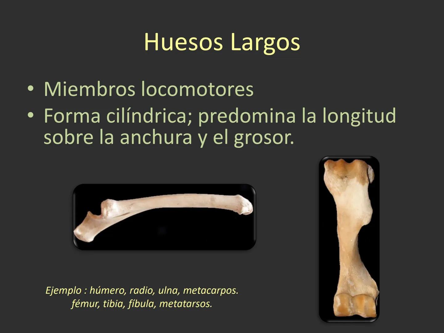 LACH
CAP
FUNDAMENTOS
MORFOLÓGICOS DE LOS
ANIMALES DOMÉSTICOS
OSTEOLOGÍA: Introducción
Dra. Samantha Jardon Xicotencatl
Dr. Juan Ocampo L