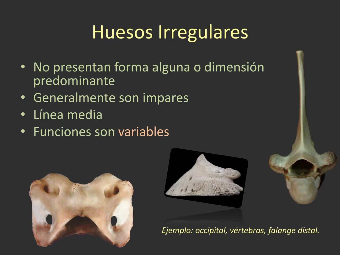 LACH
CAP
FUNDAMENTOS
MORFOLÓGICOS DE LOS
ANIMALES DOMÉSTICOS
OSTEOLOGÍA: Introducción
Dra. Samantha Jardon Xicotencatl
Dr. Juan Ocampo L