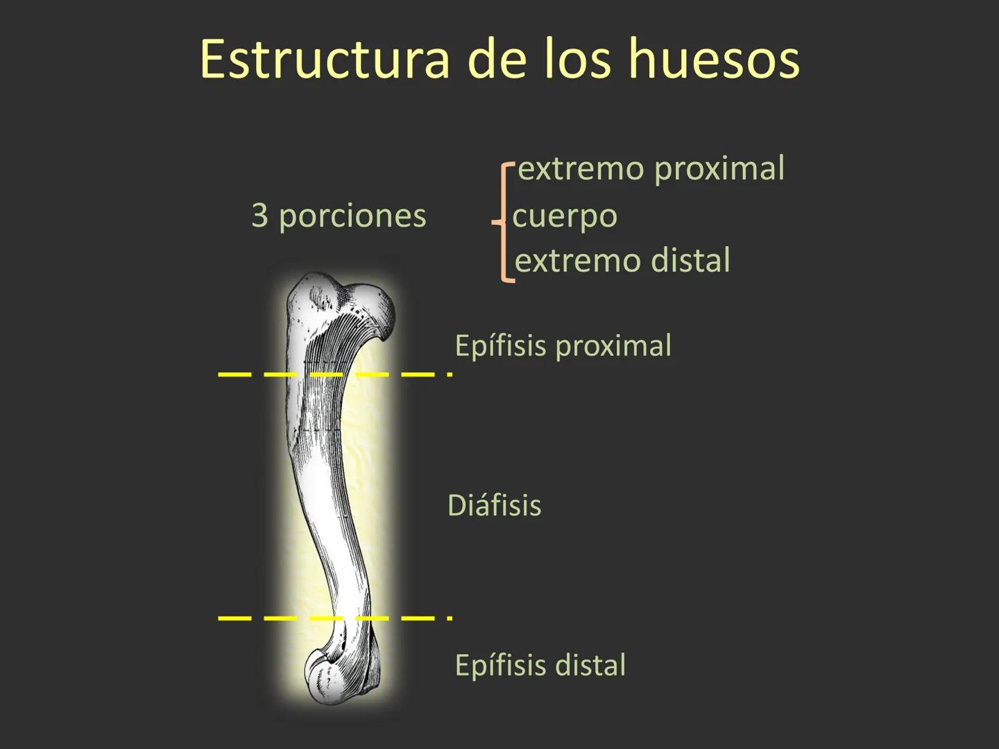 LACH
CAP
FUNDAMENTOS
MORFOLÓGICOS DE LOS
ANIMALES DOMÉSTICOS
OSTEOLOGÍA: Introducción
Dra. Samantha Jardon Xicotencatl
Dr. Juan Ocampo L