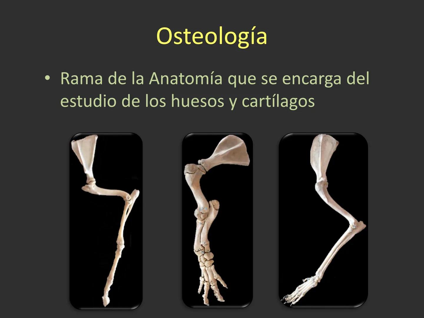 LACH
CAP
FUNDAMENTOS
MORFOLÓGICOS DE LOS
ANIMALES DOMÉSTICOS
OSTEOLOGÍA: Introducción
Dra. Samantha Jardon Xicotencatl
Dr. Juan Ocampo L