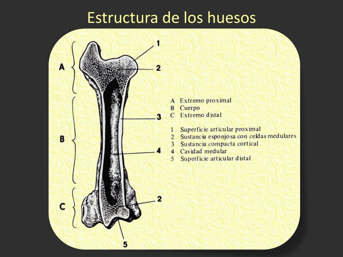 LACH
CAP
FUNDAMENTOS
MORFOLÓGICOS DE LOS
ANIMALES DOMÉSTICOS
OSTEOLOGÍA: Introducción
Dra. Samantha Jardon Xicotencatl
Dr. Juan Ocampo L