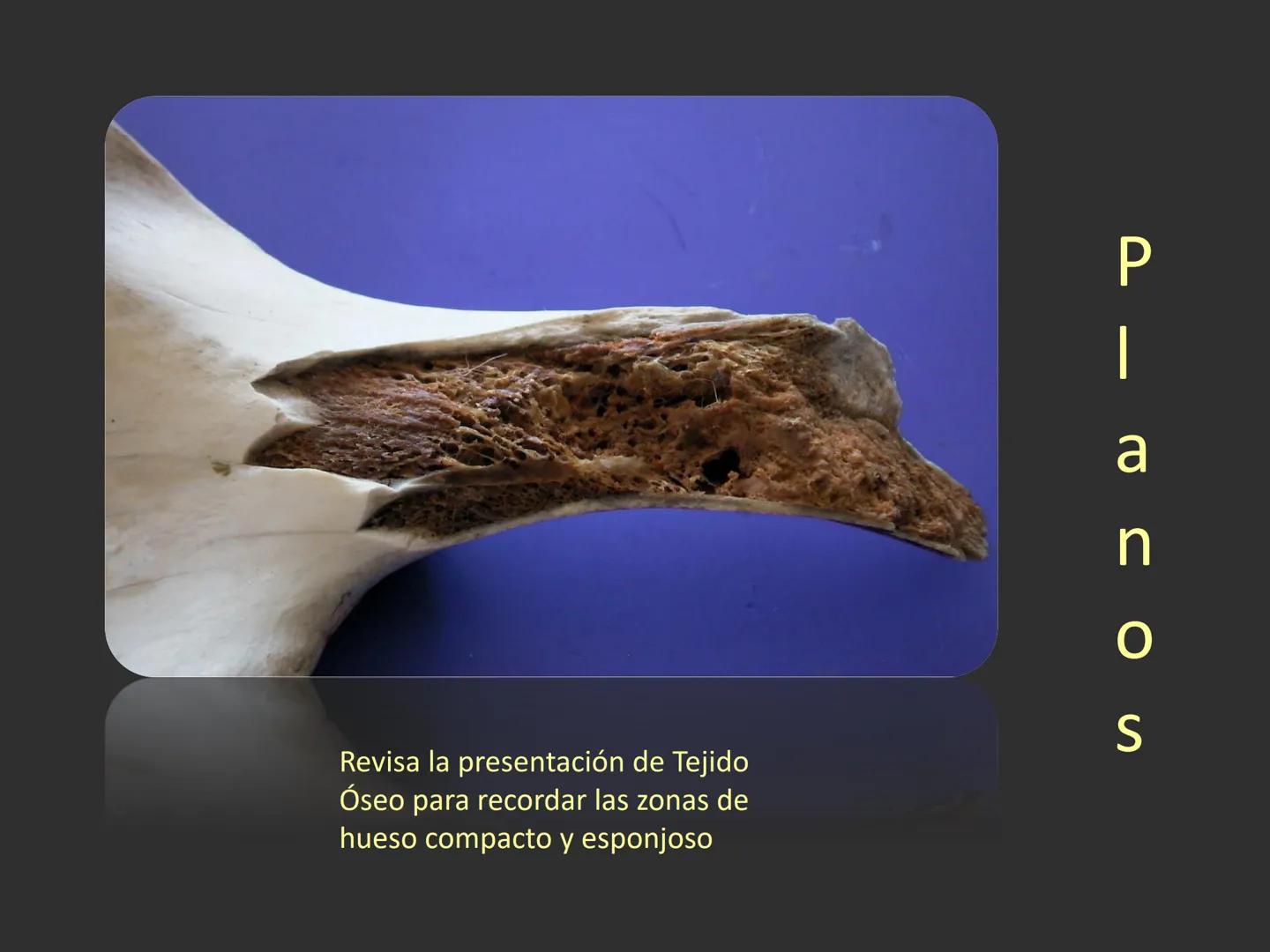 LACH
CAP
FUNDAMENTOS
MORFOLÓGICOS DE LOS
ANIMALES DOMÉSTICOS
OSTEOLOGÍA: Introducción
Dra. Samantha Jardon Xicotencatl
Dr. Juan Ocampo L