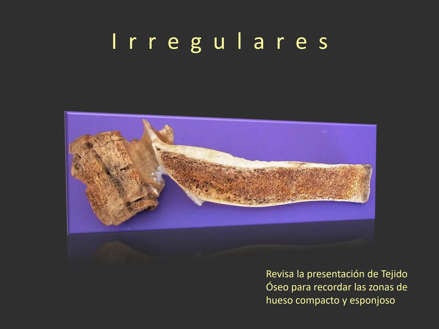 LACH
CAP
FUNDAMENTOS
MORFOLÓGICOS DE LOS
ANIMALES DOMÉSTICOS
OSTEOLOGÍA: Introducción
Dra. Samantha Jardon Xicotencatl
Dr. Juan Ocampo L
