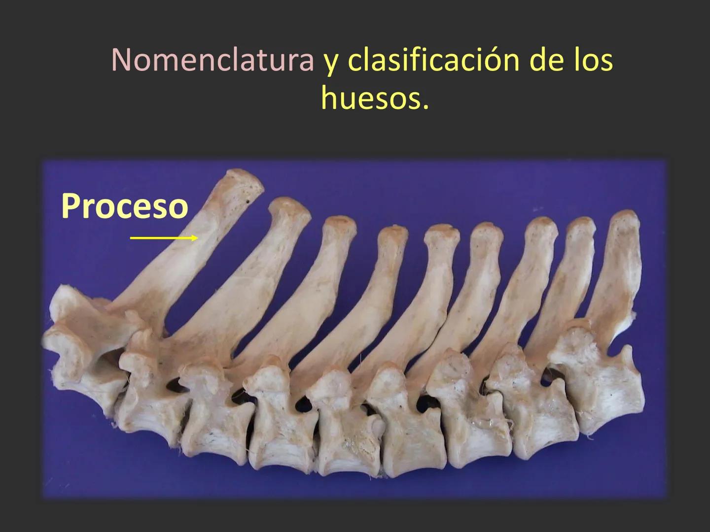 LACH
CAP
FUNDAMENTOS
MORFOLÓGICOS DE LOS
ANIMALES DOMÉSTICOS
OSTEOLOGÍA: Introducción
Dra. Samantha Jardon Xicotencatl
Dr. Juan Ocampo L