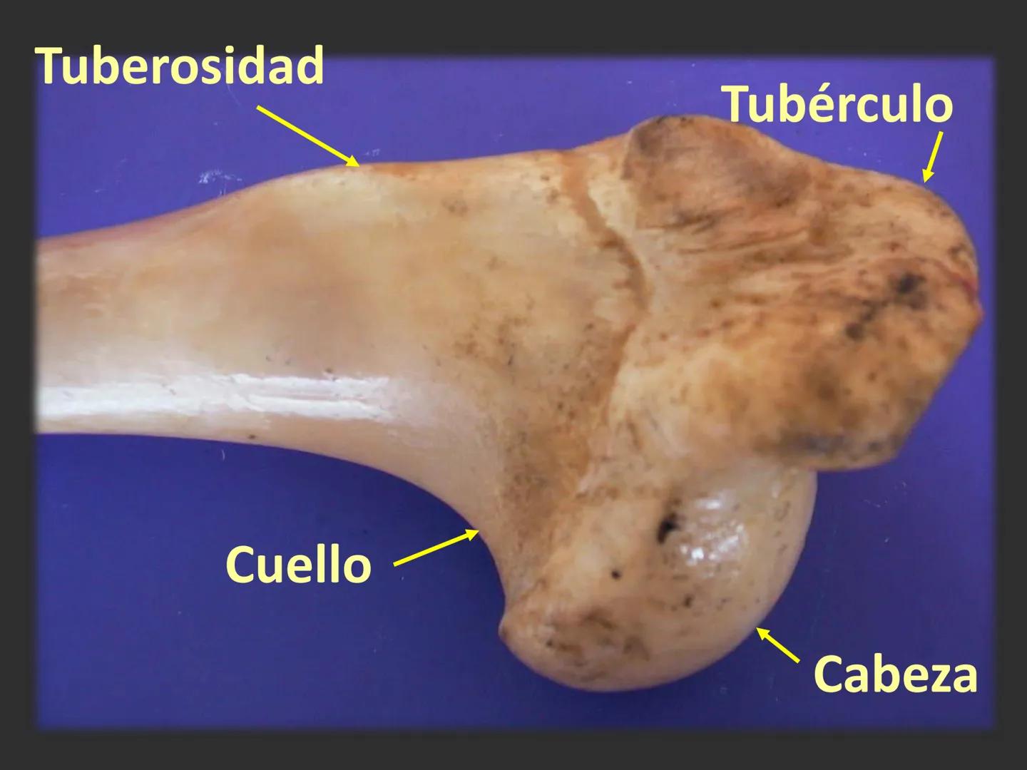 LACH
CAP
FUNDAMENTOS
MORFOLÓGICOS DE LOS
ANIMALES DOMÉSTICOS
OSTEOLOGÍA: Introducción
Dra. Samantha Jardon Xicotencatl
Dr. Juan Ocampo L