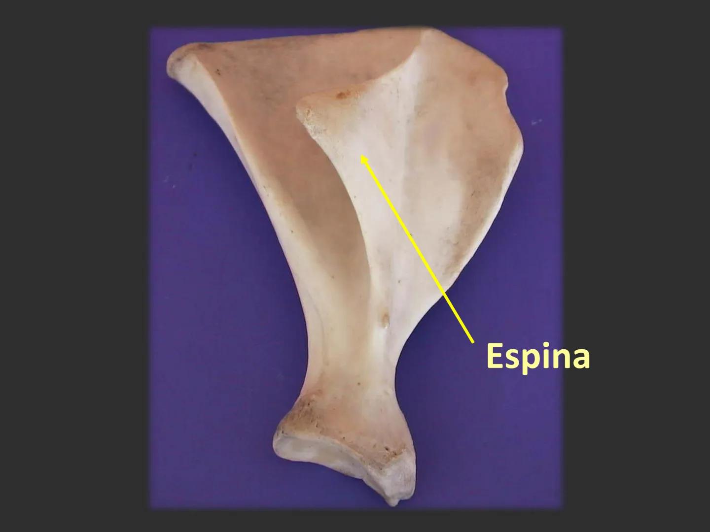 LACH
CAP
FUNDAMENTOS
MORFOLÓGICOS DE LOS
ANIMALES DOMÉSTICOS
OSTEOLOGÍA: Introducción
Dra. Samantha Jardon Xicotencatl
Dr. Juan Ocampo L
