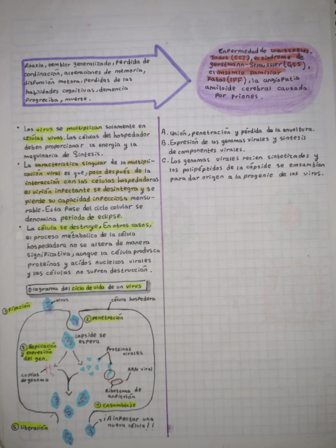 LOS
Virus
Ax
=TEMA 5 =
Lucres
08 sep
2025
Un virus es un agente infeccioso microoscópico aceluiar que solo puede replicarse dentro
de las