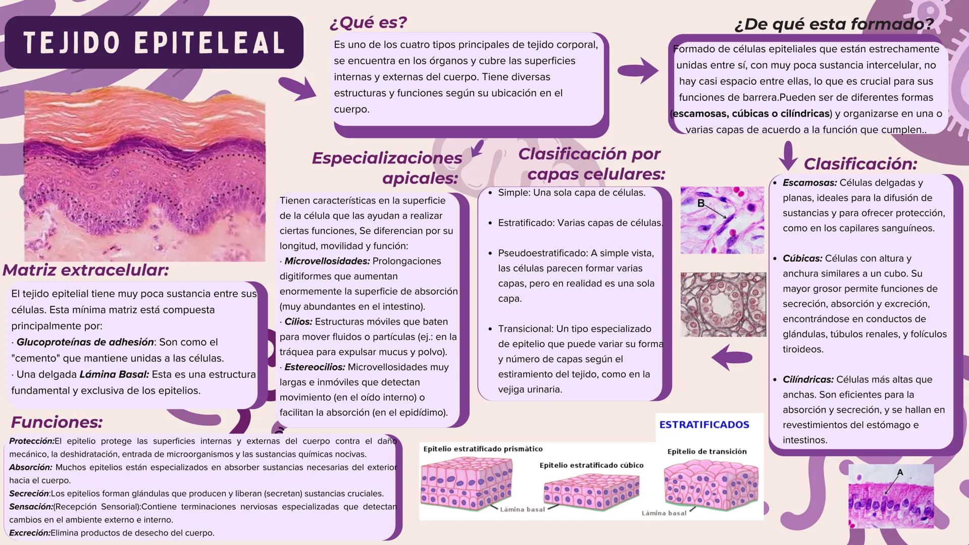 # TEJIDO EPITELEAL
Matriz extracelular:
El tejido epitelial tiene muy poca sustancia entre sus
células. Esta mínima matriz está compuesta