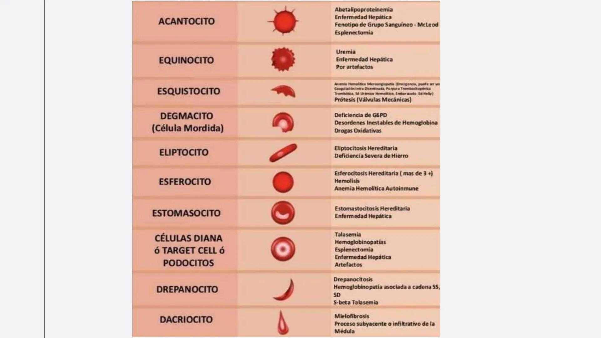 # Serie roja
GENERALIDADES # Eritropoyesis
@atlas_clinico3
Proeritroblasto
@atlas_clinico3
Célula madre
pluripotencial
Eritoblasto Bas