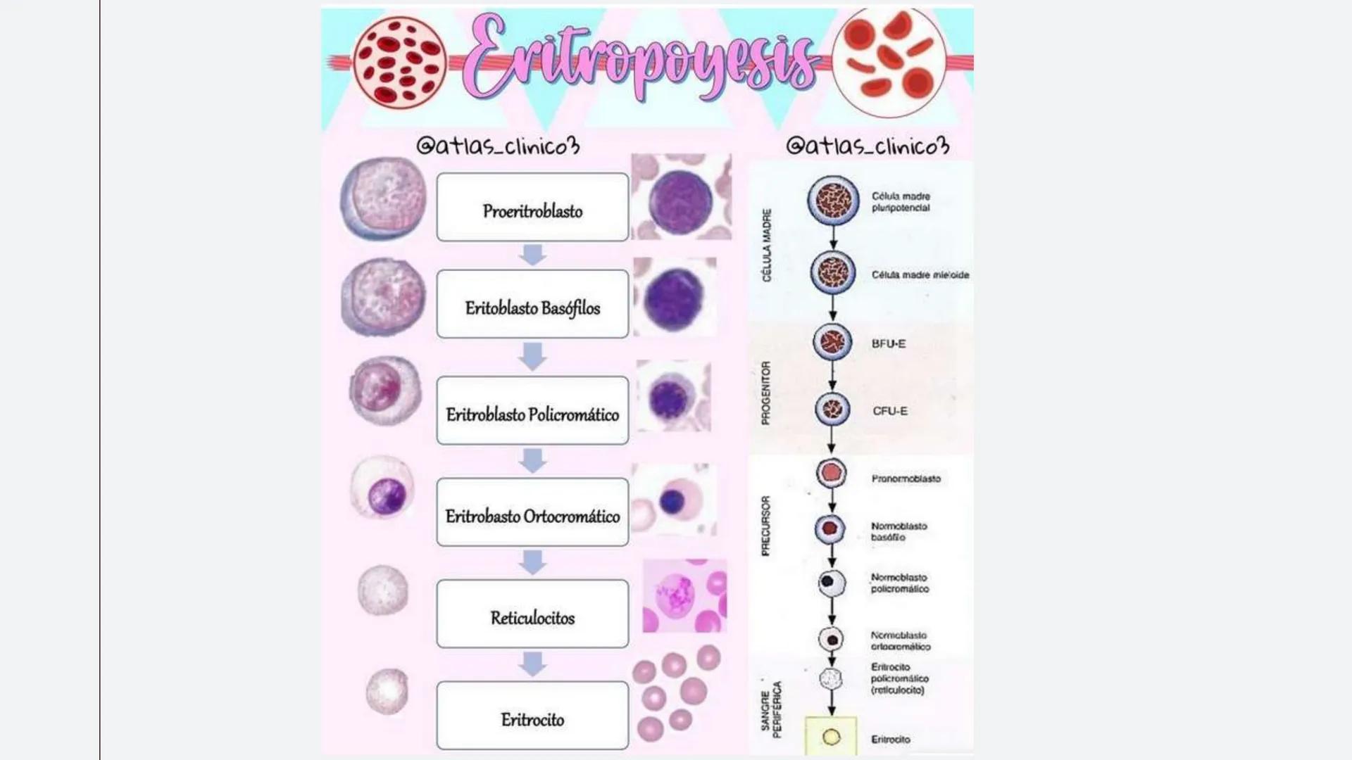 # Serie roja
GENERALIDADES # Eritropoyesis
@atlas_clinico3
Proeritroblasto
@atlas_clinico3
Célula madre
pluripotencial
Eritoblasto Bas