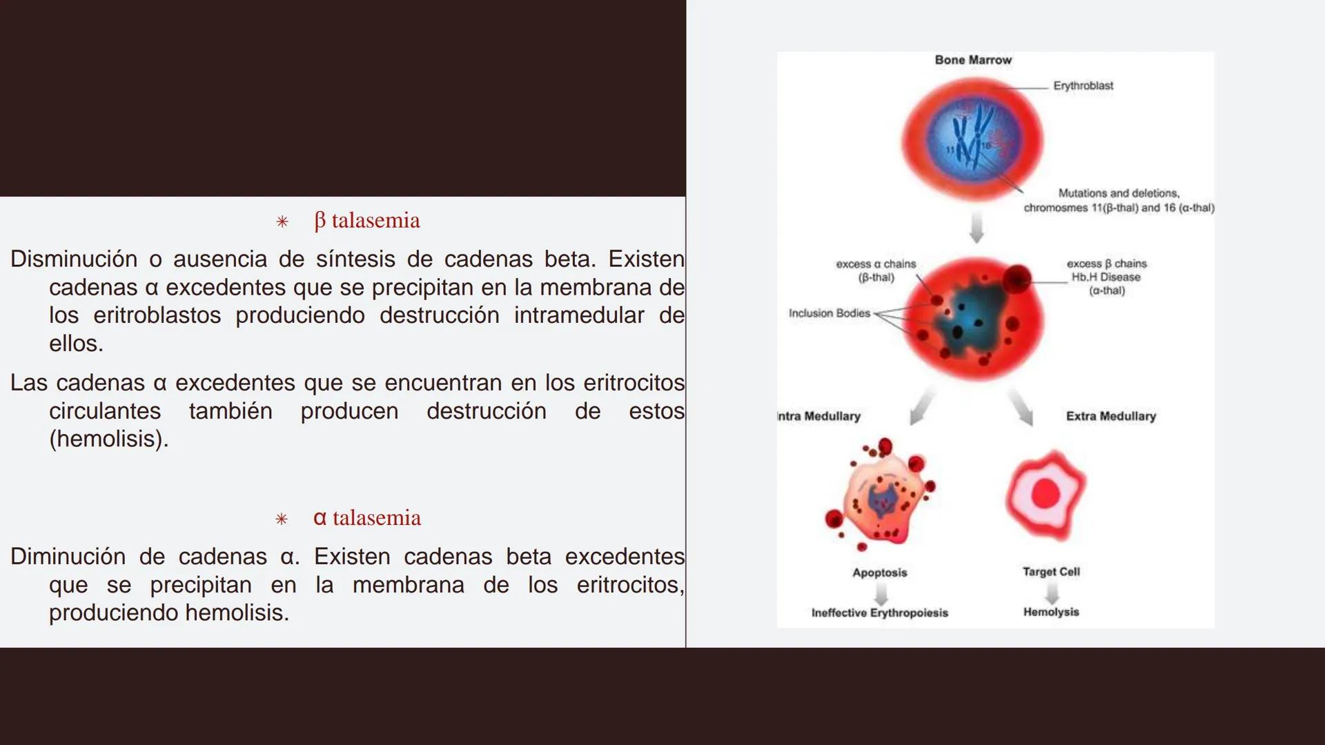 # Serie roja
GENERALIDADES # Eritropoyesis
@atlas_clinico3
Proeritroblasto
@atlas_clinico3
Célula madre
pluripotencial
Eritoblasto Bas