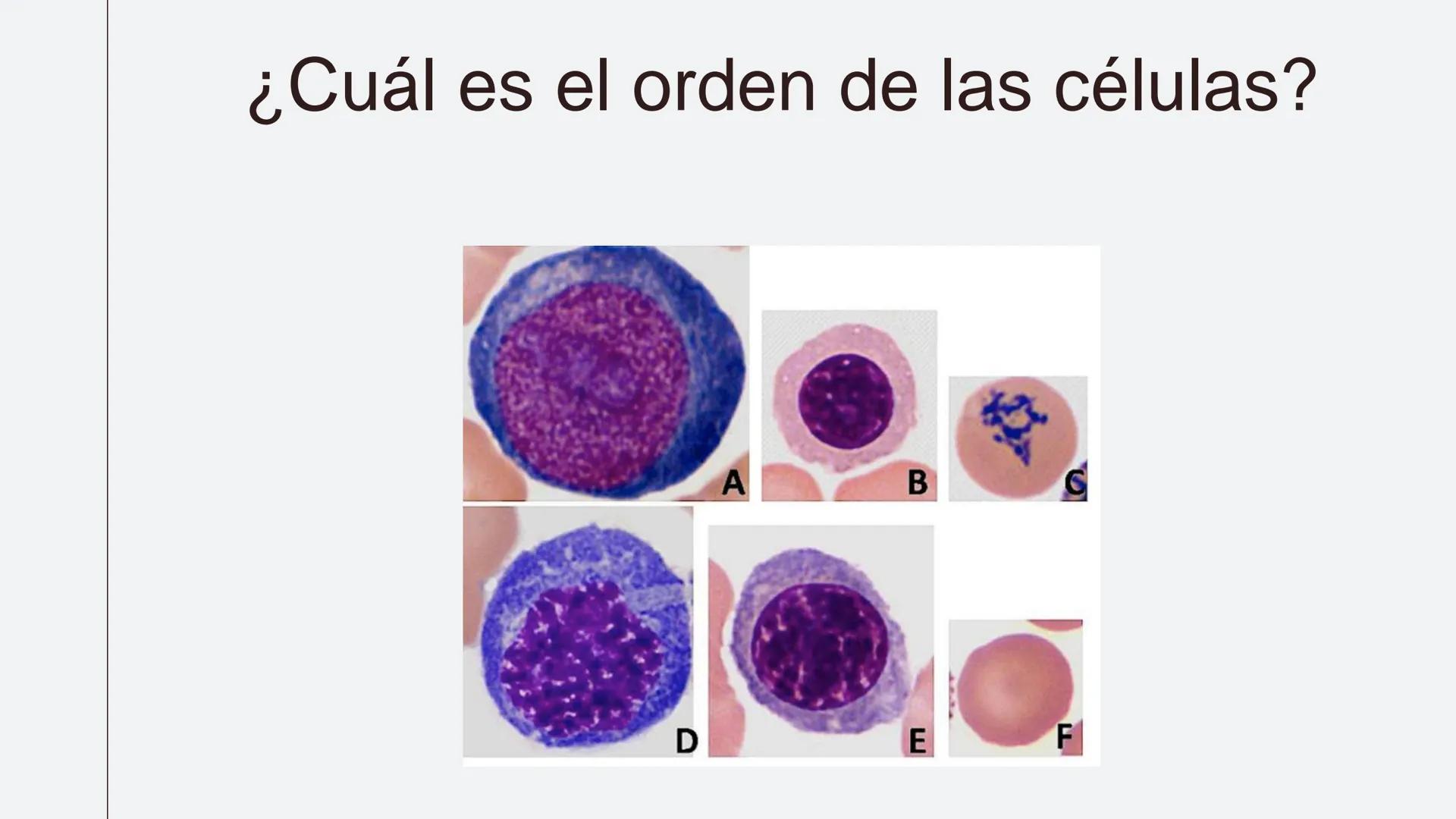 # Serie roja
GENERALIDADES # Eritropoyesis
@atlas_clinico3
Proeritroblasto
@atlas_clinico3
Célula madre
pluripotencial
Eritoblasto Bas