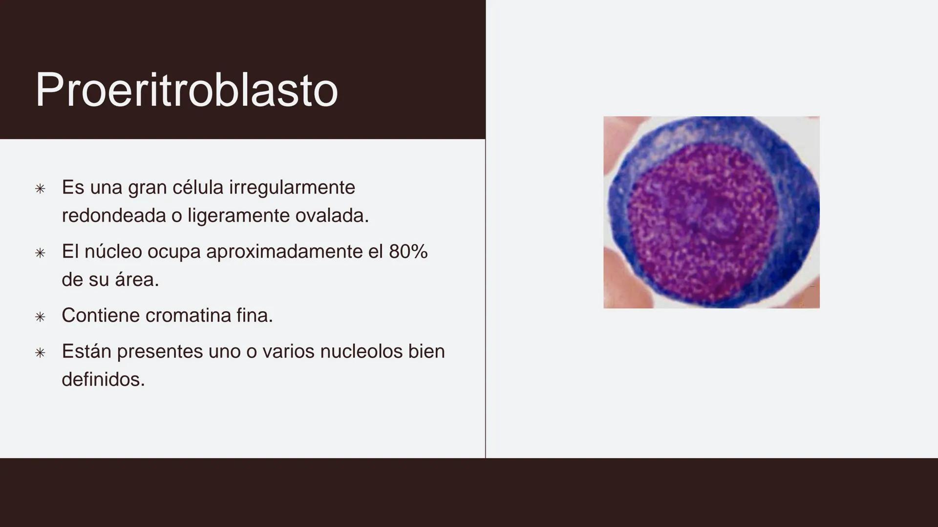 # Serie roja
GENERALIDADES # Eritropoyesis
@atlas_clinico3
Proeritroblasto
@atlas_clinico3
Célula madre
pluripotencial
Eritoblasto Bas