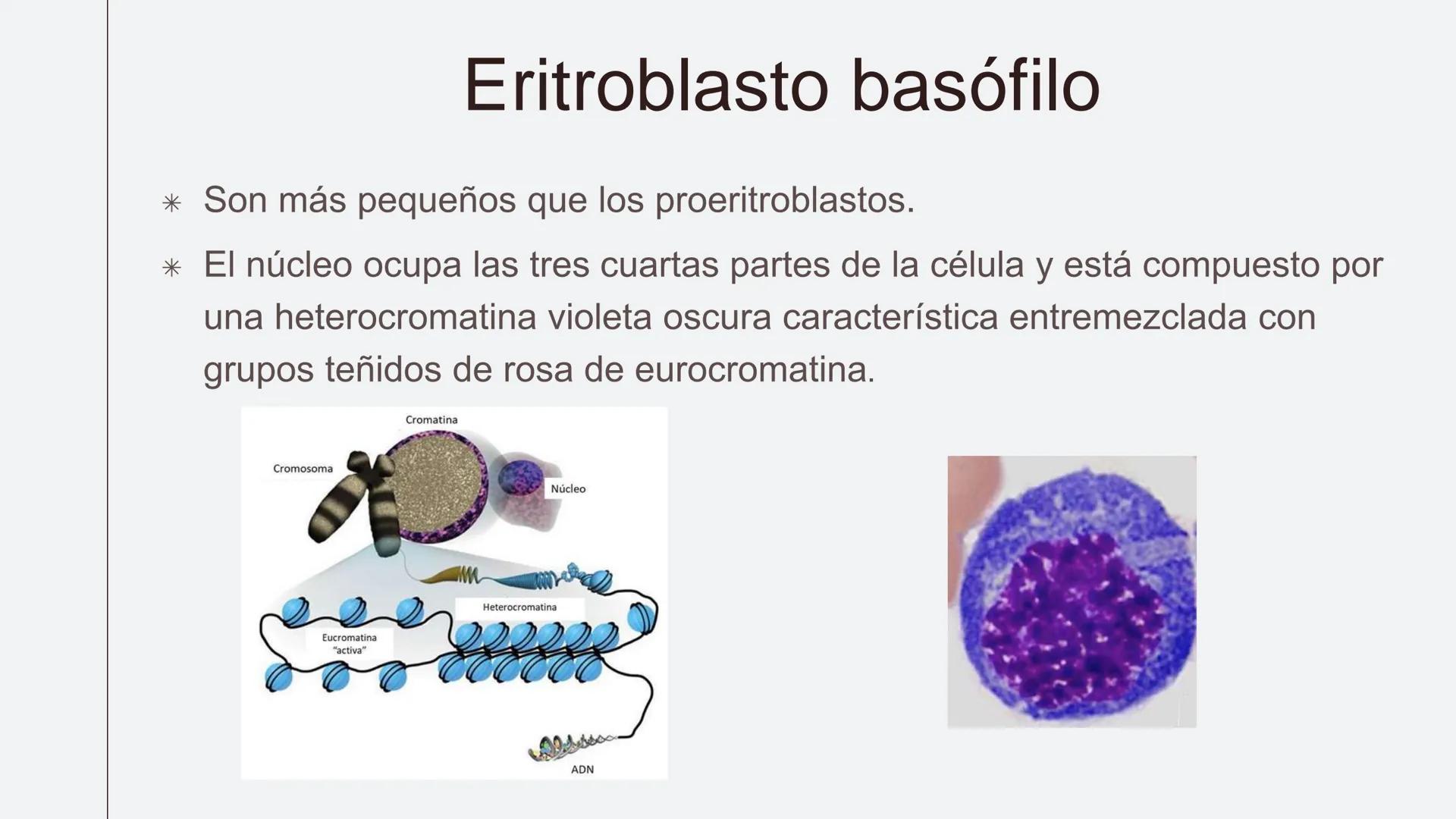 # Serie roja
GENERALIDADES # Eritropoyesis
@atlas_clinico3
Proeritroblasto
@atlas_clinico3
Célula madre
pluripotencial
Eritoblasto Bas