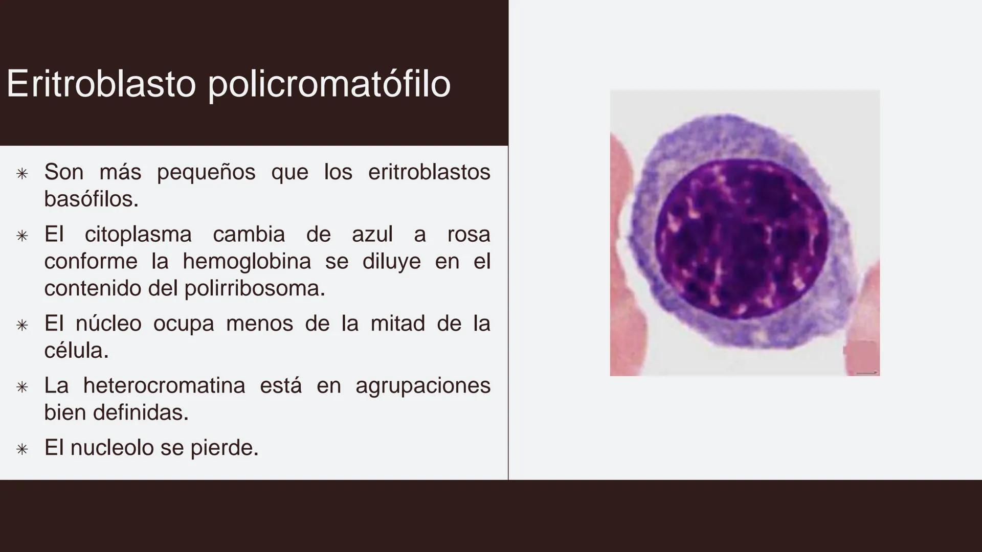 # Serie roja
GENERALIDADES # Eritropoyesis
@atlas_clinico3
Proeritroblasto
@atlas_clinico3
Célula madre
pluripotencial
Eritoblasto Bas