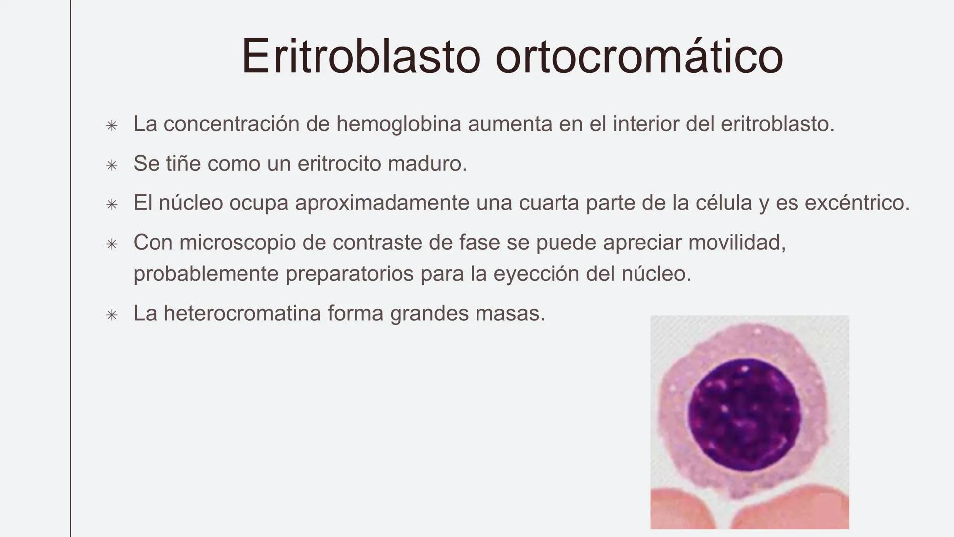 # Serie roja
GENERALIDADES # Eritropoyesis
@atlas_clinico3
Proeritroblasto
@atlas_clinico3
Célula madre
pluripotencial
Eritoblasto Bas