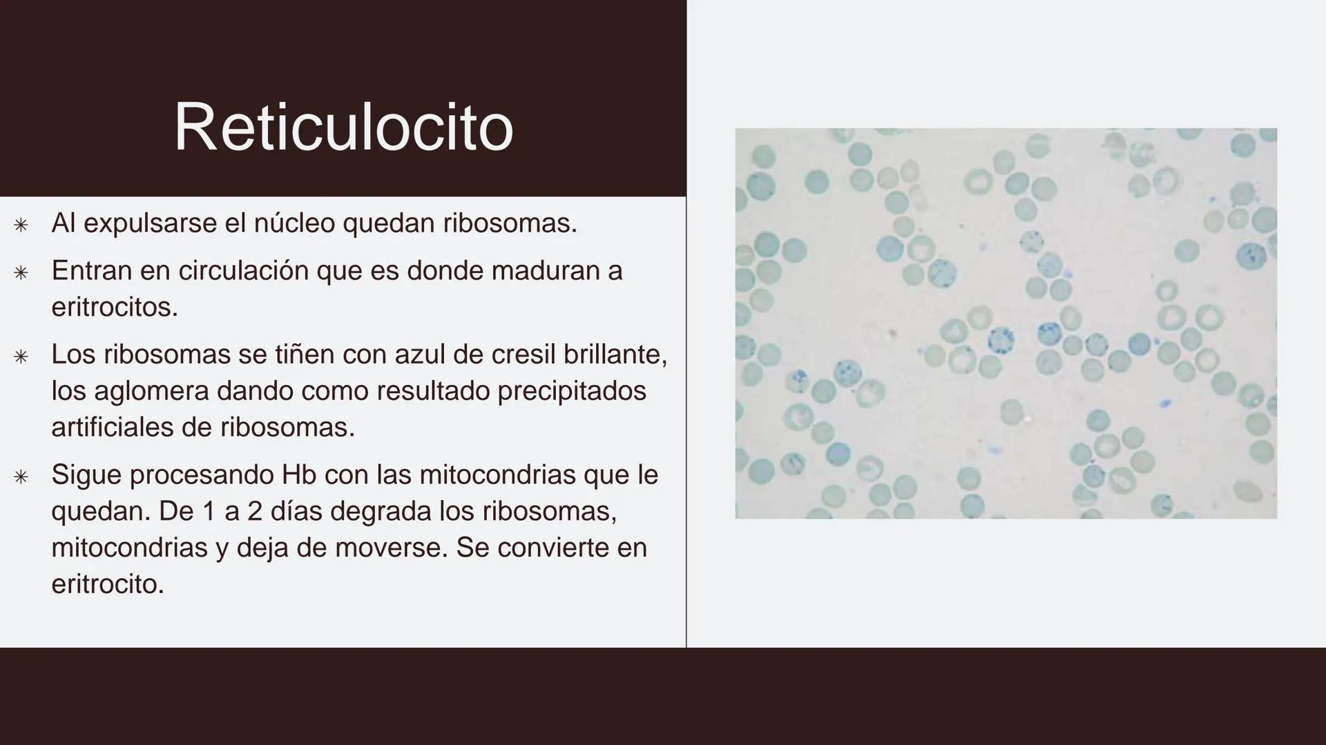 # Serie roja
GENERALIDADES # Eritropoyesis
@atlas_clinico3
Proeritroblasto
@atlas_clinico3
Célula madre
pluripotencial
Eritoblasto Bas