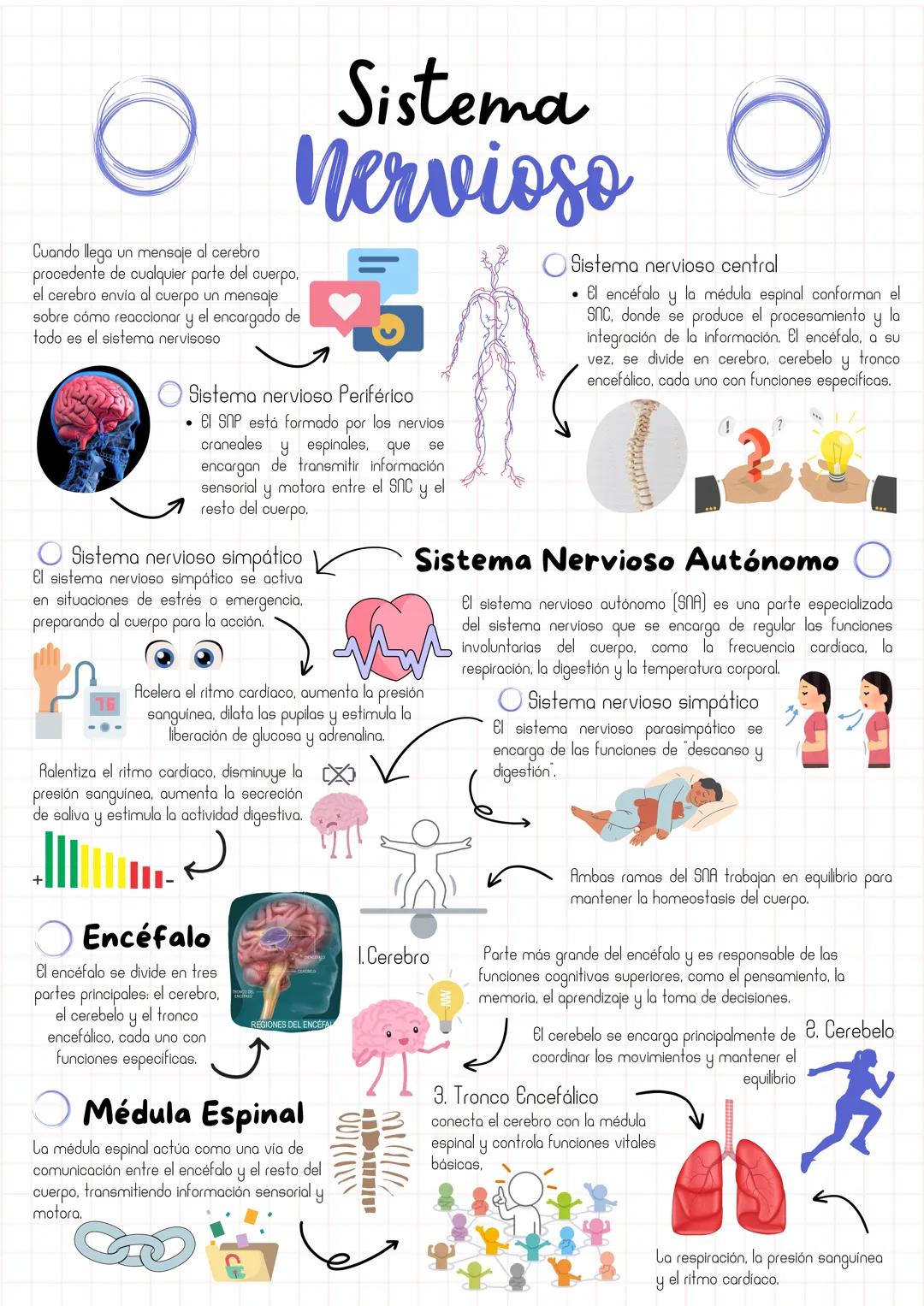 Mapa mental - Sistema Nervioso