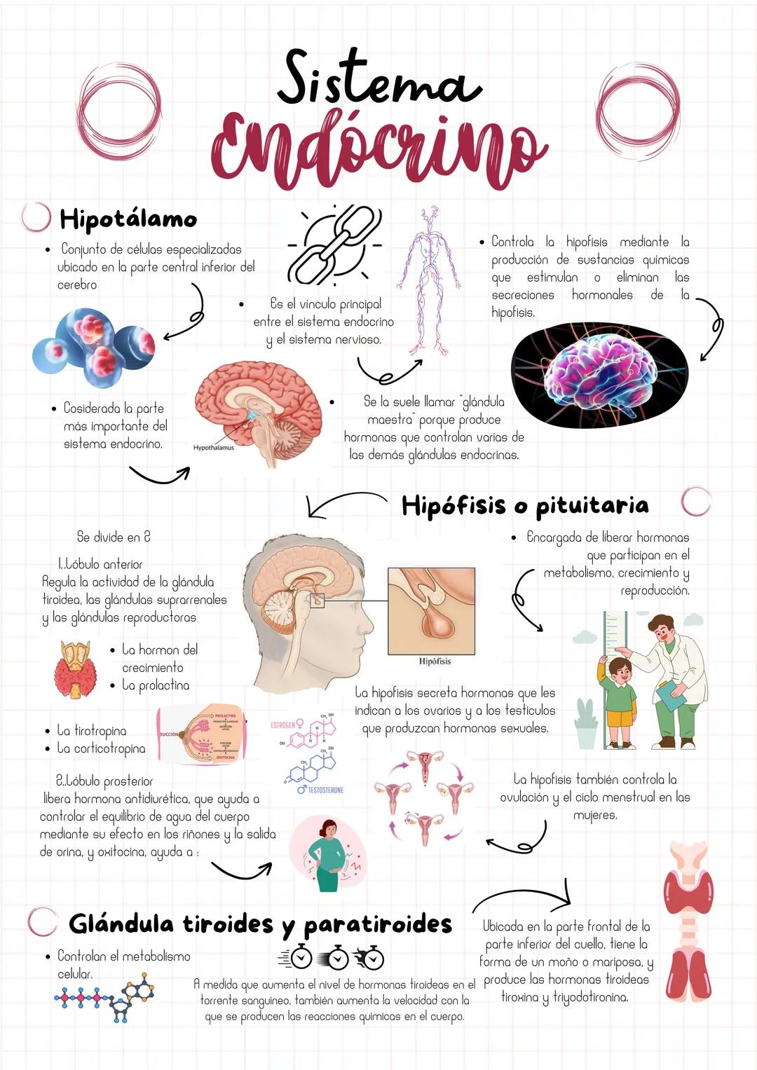 # Sistema
Endocrino
* Hipotálamo
* Conjunto de células especializadas
ubicado en la parte central inferior del
cere