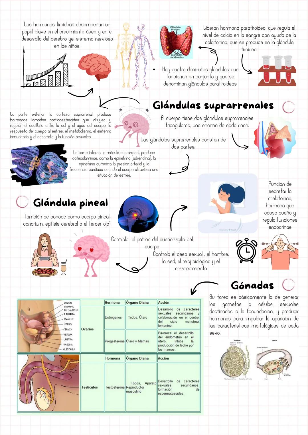# Sistema
Endocrino
* Hipotálamo
* Conjunto de células especializadas
ubicado en la parte central inferior del
cere